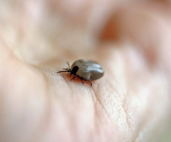 How to find the best pest control service for getting rid of ticks?